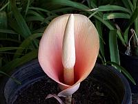 Amorphophallus bulbifer